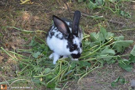 Un week-end national pour recenser les oiseaux dans les jardins ! Un week-end national pour recenser les oiseaux dans les jardins !