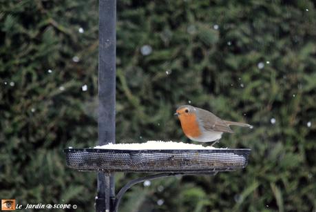 Un week-end national pour recenser les oiseaux dans les jardins ! Rouge-gorge familier
