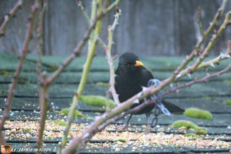 Un week-end national pour recenser les oiseaux dans les jardins ! Merle