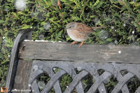 Un week-end national pour recenser les oiseaux dans les jardins ! Accenter