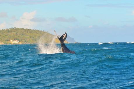 Baleine de République Dominicaine