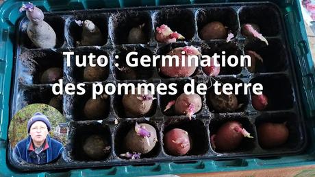 Comment faire germer des pommes de terre : les astuces pour des plants vigoureux (vidéo)