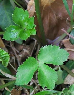Sanicle (Sanicula europaea)