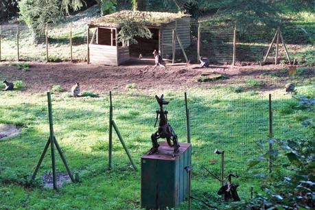 Les wallabies au Château du Boisniard en Vendée