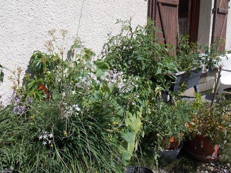 La Permaculture en ville : Comment créer un Jardin sur votre balcon
