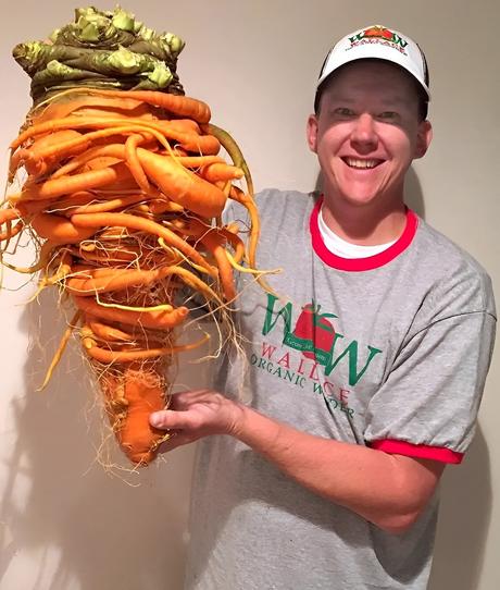 Voici la carotte de Christopher Qualley ayant remporté en 2017 le Record Guinness de la plus lourde carotte cultivée (10,17 kg)