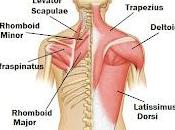 épaule, sept semaines plus tard