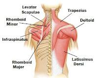 Mon épaule, sept semaines plus tard ...