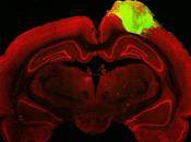 neurones humains implantés dans cerveau d'un réagissent lumières clignotantes