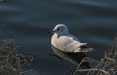 Mouette rieuse (Chroicocephalus ridibundus)