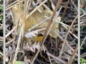 ultimes chanterelles