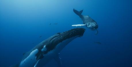 Baleines, les gardiennes de la planète : immersion impressionnante dans l'univers du cétacé