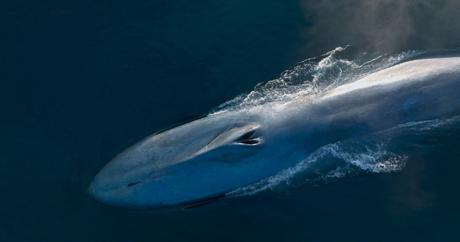 Baleines, les gardiennes de la planète : immersion impressionnante dans l'univers du cétacé
