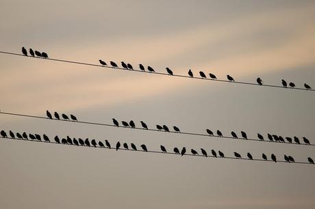 Oiseaux sur fils électriques