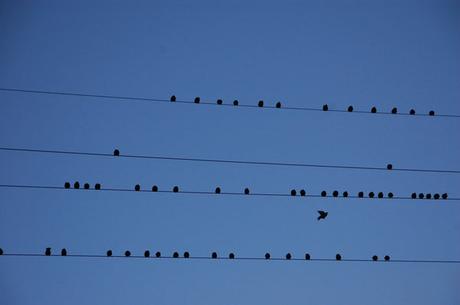 Oiseaux sur lignes électriques