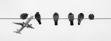 Pigeons sur fils électriques