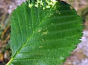 Galle orme champêtre (Ulmus minor)
