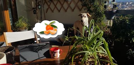 Pauline et les clémentines