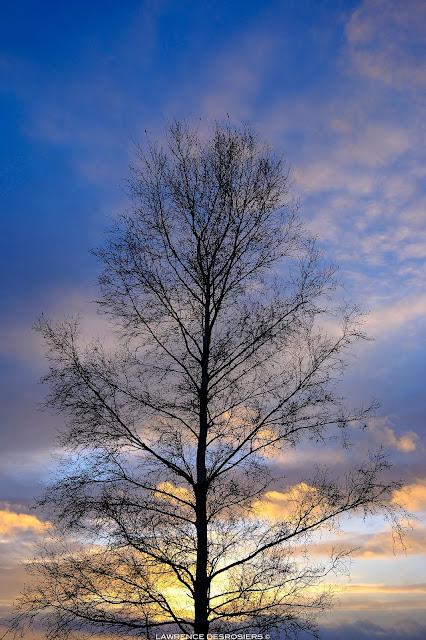 L’arbre…