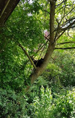 Le chat qui miaule en haut de l'arbre (Extrait de mon carnet)