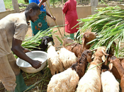 Togo développer économie verte pour alléger pression forêt augmenter revenus