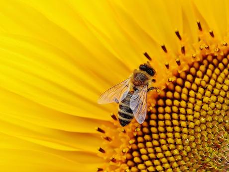 Les pollinisateurs sont importants pour la réussite de votre jardin en permaculture