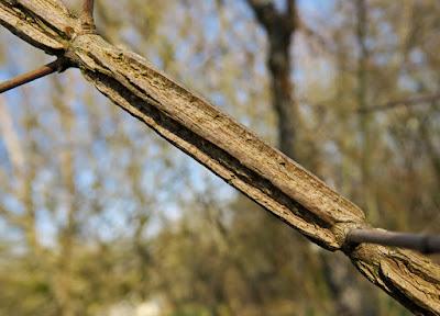 Érable champêtre à écorce subéreuse (Acer campestre f. suberosa)