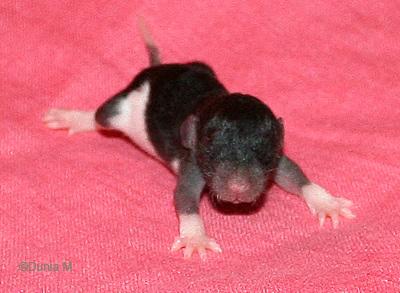 Raton femelle de 13 jours