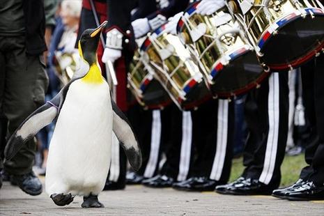 Nils Olav, un manchot anobli