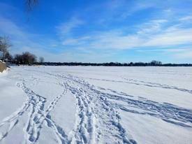 Pizza au faumon de carotte Pizza au faumon de carotte