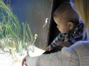 Visite l'aquarium Saint Malo avec bébé