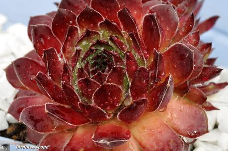 Végétalisation extensive du toit du bûcher au fond du jardin Joubarbe
