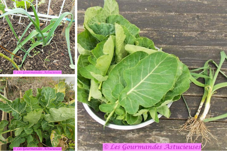 Courge et chou à la sauce crémeuse aux noix (Vegan)