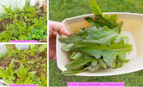 Courge et chou à la sauce crémeuse aux noix (Vegan)
