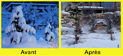 Les chevreuils on bouffé nos arbres !