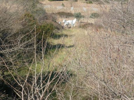 campagne,promenade,vignes,chevaux,marche,sport