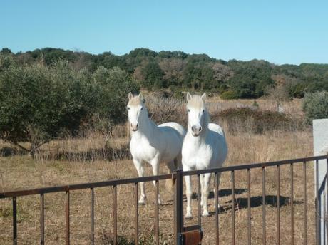 campagne,promenade,vignes,chevaux,marche,sport