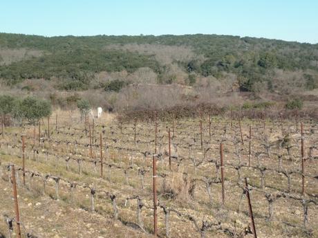 campagne,promenade,vignes,chevaux,marche,sport