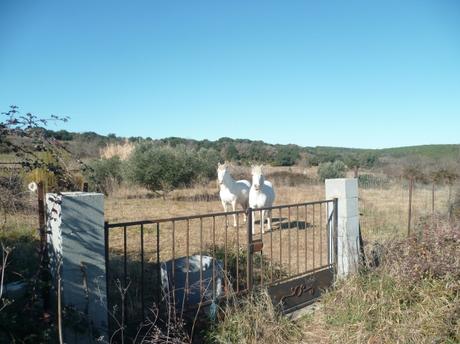 campagne,promenade,vignes,chevaux,marche,sport