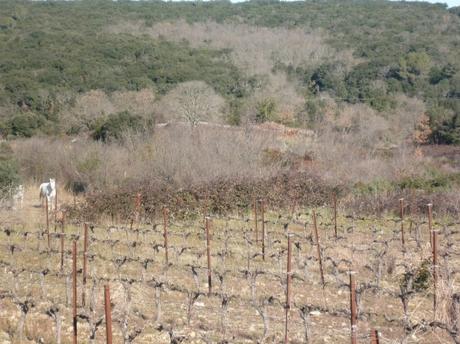 campagne,promenade,vignes,chevaux,marche,sport