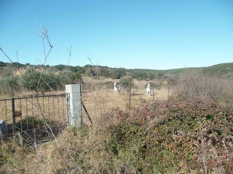 campagne,promenade,vignes,chevaux,marche,sport