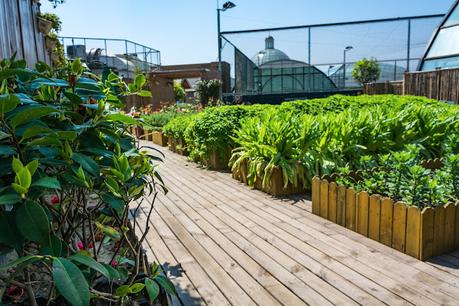 Transformez votre toit en une oasis verdoyante : découvrez les avantages et les risques du jardinage sur les toits