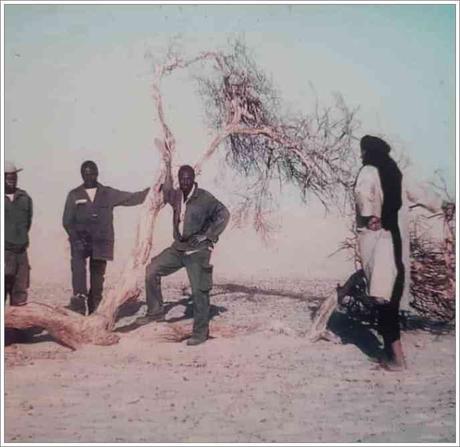 L'Arbre du Ténéré