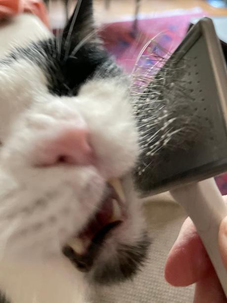 Grizou et le self-brushing IMG_1366