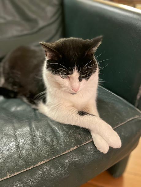 Grizou et le self-brushing IMG_1373