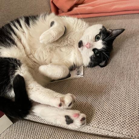 Grizou et le self-brushing IMG_1357