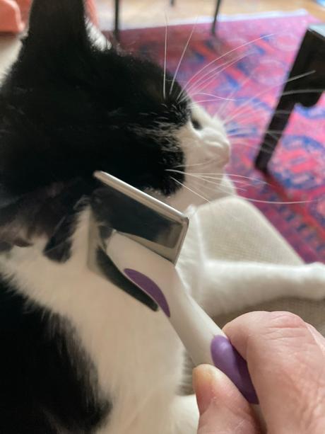 Grizou et le self-brushing IMG_1369