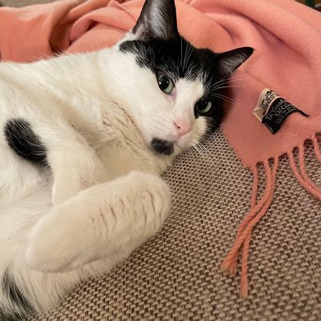 Grizou et le self-brushing IMG_1360