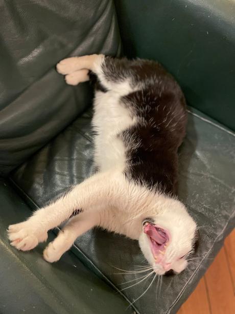 Grizou et le self-brushing IMG_1377