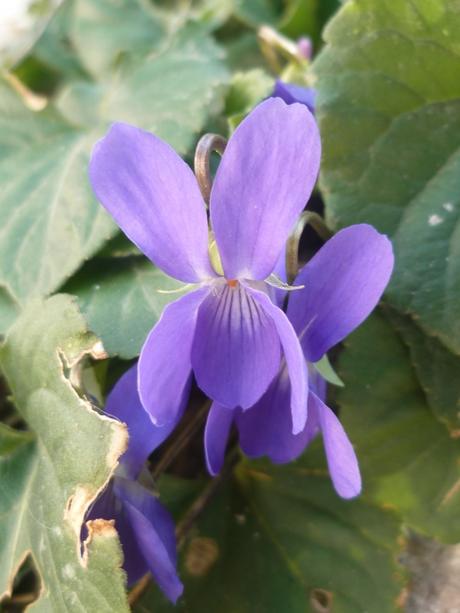 AU JARDIN CETTE SEMAINE jardin,jardinnage,fleurs,plantes,février,soleil,nature